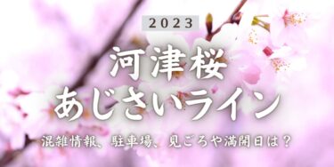 2023年河津桜あじさいラインはいつから？混雑具合、駐車場、見ごろや満開日、口コミ、相武台下駅からのアクセスをチェック