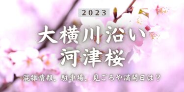 2023年大横川の河津桜はいつから？混雑具合、駐車場、見ごろや満開日、口コミ、木場駅からのアクセスをチェック