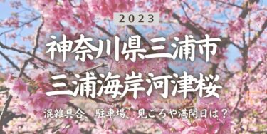 2023年三浦海岸桜まつりはいつから？混雑具合、駐車場、見ごろや満開日、口コミをチェック