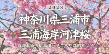 2023年三浦海岸桜まつりはいつから？混雑具合、駐車場、見ごろや満開日、口コミ、三浦海岸駅からのアクセスをチェック