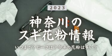 2023年神奈川県のスギ花粉はいつまで？ピークは？今年の花粉は多い？今年のスギ山の状況は?今日の花粉症ひどい？リアルタイム情報