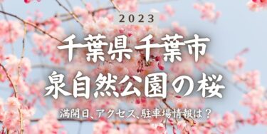 2023年泉自然公園の桜の見頃はいつ？満開時期、屋台、花見イベント情報、千葉駅からのアクセス方法をチェック