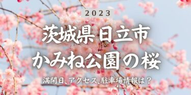 2023年平和通り・かみね公園の桜の見頃はいつ？満開時期、屋台、花見イベント情報、日立駅からのアクセス方法をチェック