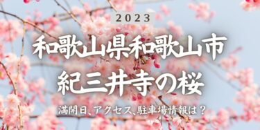 2023年紀三井寺の桜の見頃はいつ？満開時期、屋台、花見イベント情報、紀三井寺駅からのアクセス方法をチェック