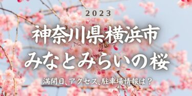 2023年みなとみらい・桜通りの桜の見頃はいつ？満開時期、屋台、花見イベント情報、桜木町駅からのアクセス方法をチェック