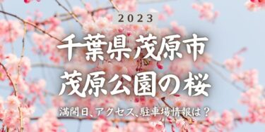 2023年茂原公園の桜の見頃はいつ？満開時期、屋台、花見イベント情報、茂原駅からのアクセス方法をチェック