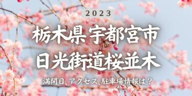 2023年日光街道桜並木の桜の見頃はいつ？満開時期、屋台、花見イベント情報、宇都宮駅からのアクセス方法をチェック