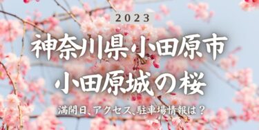 2023年小田原城址公園の桜の見頃はいつ？満開時期、屋台、花見イベント情報、小田原駅からのアクセス方法をチェック