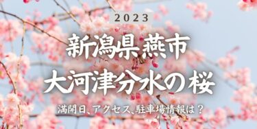 2023年大河津分水の桜の見頃はいつ？満開時期、屋台、花見イベント情報、分水駅からのアクセス方法をチェック