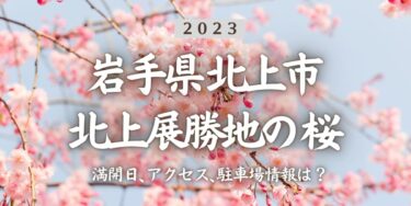 2023年北上展勝地の桜の見頃はいつ？満開時期、屋台、花見イベント情報、北上駅からのアクセス方法をチェック