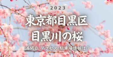2023年目黒川の桜の見頃はいつ？満開時期、屋台、花見イベント情報、中目黒駅からのアクセス方法をチェック