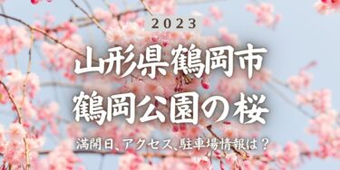 2023年鶴岡公園の桜の見頃はいつ？満開時期、屋台、花見イベント情報、鶴岡駅からのアクセス方法をチェック