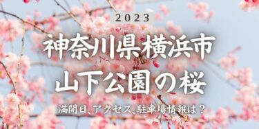 2023年山下公園(横浜)の桜の見頃はいつ？満開時期、屋台、花見イベント情報、元町・中華街駅からのアクセス方法をチェック
