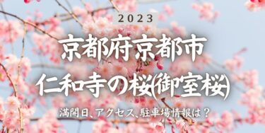 2023年仁和寺の桜(御室桜)の見頃はいつ？満開時期、屋台、花見イベント情報、京都駅からのアクセス方法をチェック