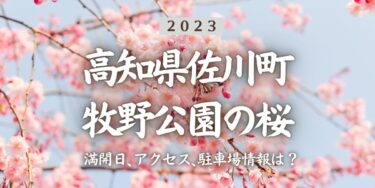 2023年牧野公園(高知県)の桜の見頃はいつ？満開時期、屋台、花見イベント情報、佐川駅からのアクセス方法をチェック