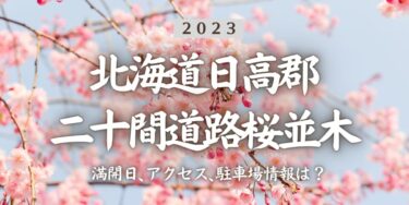 2023年二十間道路桜並木の見頃はいつ？満開時期、屋台、花見イベント情報、静内駅からのアクセス方法をチェック